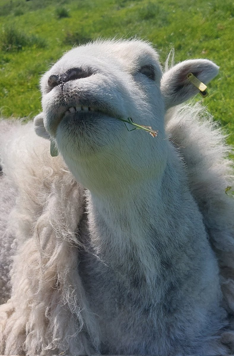 Mable with her best ever toothy smile enjoying the sunshine over the weekend 🤍🤍🤍 #herdwicks #sheep #characters #hillfarm #farmstay #holidays #peakdistrict