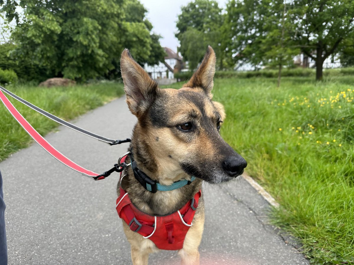 A very lively #sophiefromromania brightens up a grey morning