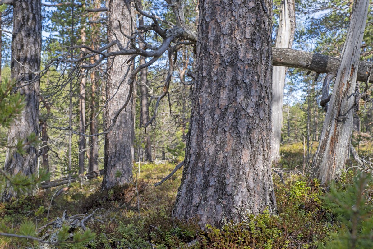 Isonkivenjärven koillispuoli, Inari, Lappi. Suojelematonta luonnontilaista metsää, joka on valtion hallinnoimaa. Näissä lähialueen metsissä 200 vuotiaat puut ovat niitä nuoria.

#metsänpuolella
#LuonnonmetsatSapmi