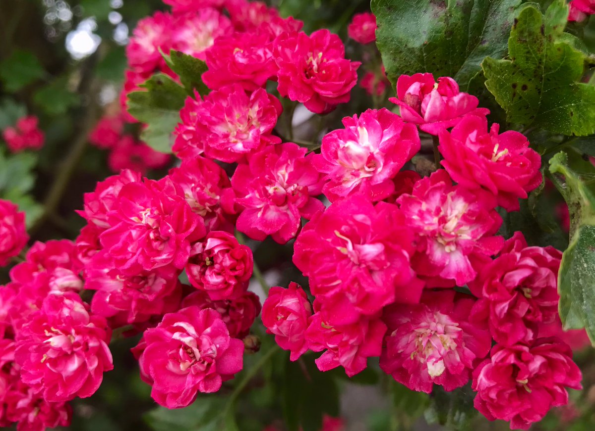 Morning All… it’s another super sunny day 🌞 Enjoy whatever you do! 🌺🌺🌺🌳Beautiful Hawthorn Blossom 🌳🌺🌺🌺 #flowers #ThePhotoHour #TreeBlossom