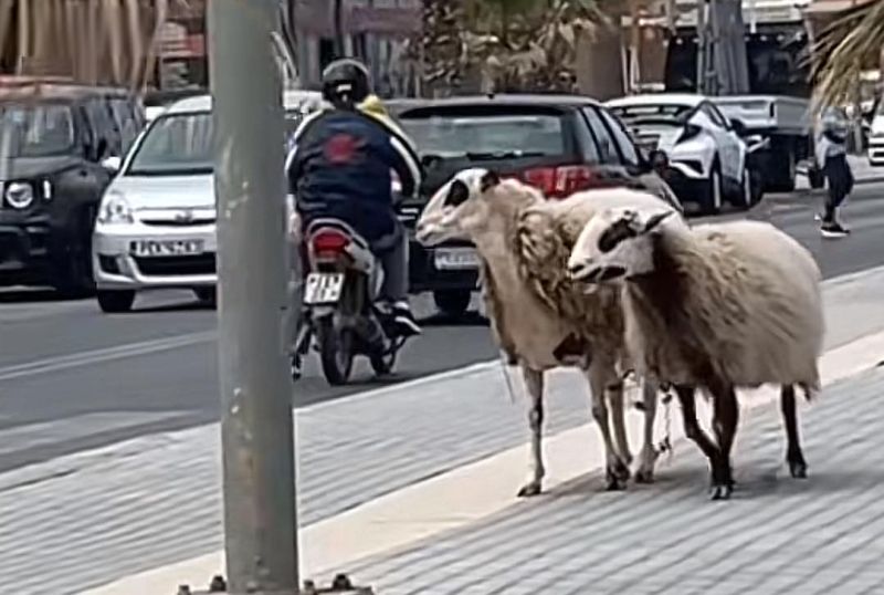 Κοτζάμ αρνί και πάει από την πεζοδρομιάρα, εσύ ρε μαλακαραίε με το ποδήλατο γιατί πας από τον δρόμο;