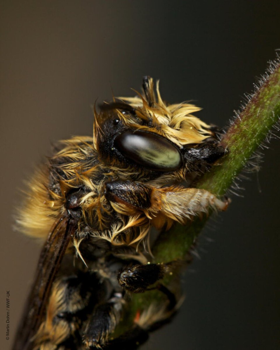 Did you know? In bad weather, many bees will clamp onto some vegetation and go into a torpor. This male Willughby’s leafcutter bee has been hit by a storm, but is still asleep. When he wakes, he will be fine – although his hairstyle runs the risk of drying into a punk perm!