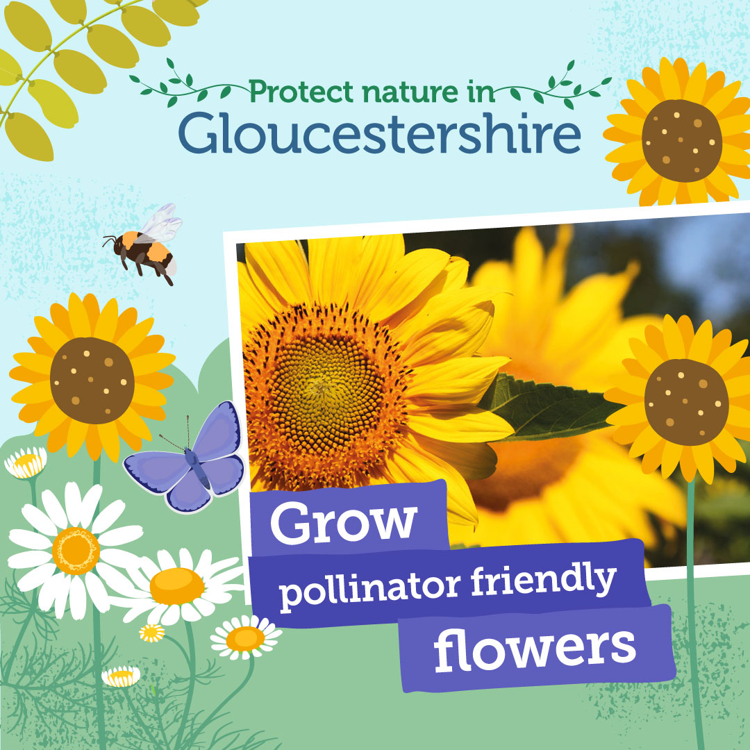 Act for nature this #biodiversityweek 🐝 🦋 Find out what the best flowers for pollinators are here 👉orlo.uk/k7Dab