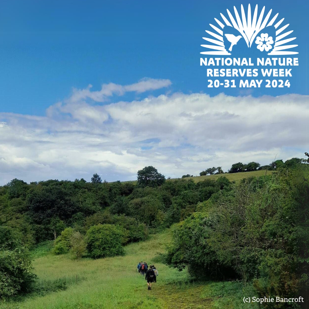 It's National Nature Reserves Week ✨

#NNRweek2024 , taking place until the end of the month, is a celebration of National Nature Reserves all over the country and the wildlife they support. 

Find out more at NNRweek.com 

@NaturalEngland #NNRWeek