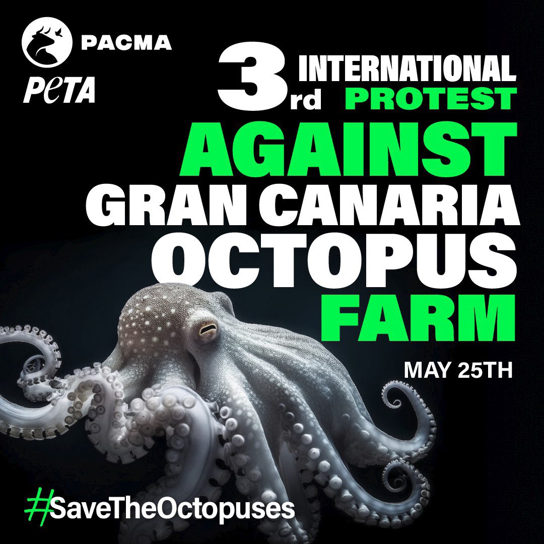 📣🐙Join AWP &amp; friends in saying NO to Gran Canaria’s octopus farming plans this Sat 25th May. 

🏫 We’ll be meeting at 1.30pm
outside the Spanish Embassy, 39 Chesham Pl, London, SW1X 8SB. 🇪🇸

#SaveTheOctopuses 🪧

More info ⤵️
Shares appreciated 🙏🏽

facebook.com/share/Z4tuEzjv…