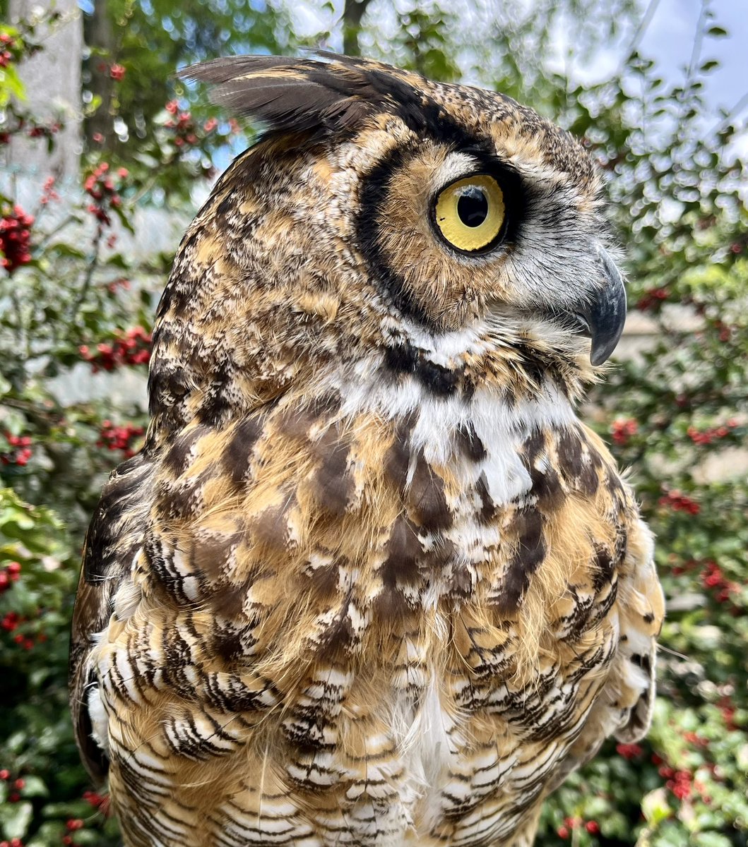 Great Horned Owls have the most diverse diet of all North American raptors. Their prey range in size from tiny rodents and scorpions to hares, skunks, geese, and other raptors. #greathornedowl #owl #birds #birdsofprey #wildwings #wildwingsinc #mendonponds #mendonpondspark