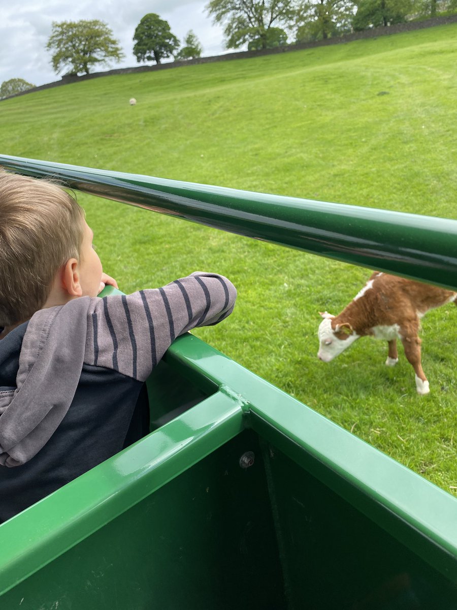 olvschool's tweet photo. We have seen cows and calf’s, sheep and lambs on our tractor ride! @bcw_cat #OLVEYFS #OLVRECEPTION https://t.co/1TRQ4W4vnS