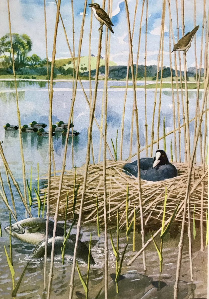 “In the shallow water at the edge of the lake, a coot sits on her nest, which she and her mate have made with pieces of reed stems” Artist: CF Tunnicliffe. Writer: EL Grant Watson