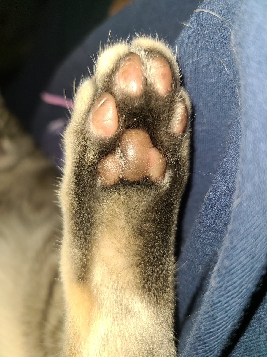 AlchemicHarley's tweet photo. Here are some #toebeans from Mr London Fog.

Pls interact if you see this. I think my posts/profile is being covered up/compressed by the algorithm. Pls help lol https://t.co/4Lyx6mSm6s