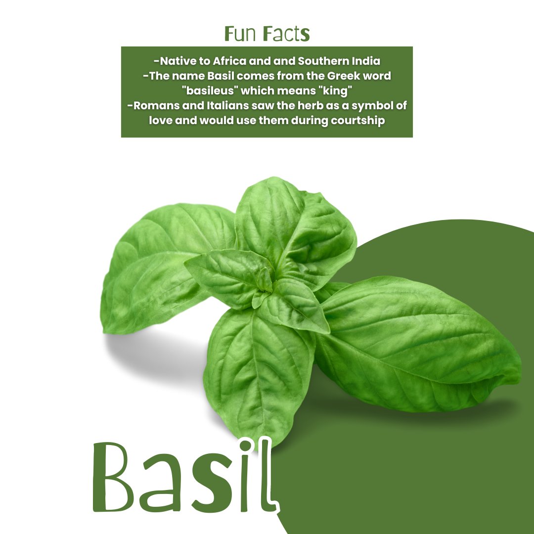 The UOG Sea Grant Aquaponics team is hard at work at the CNAS Aquapark naturally using fish to help provide nutrients to grow vegetables with the the circulating aquaponics system.  What vegetables are they growing?  Lettuce show you!