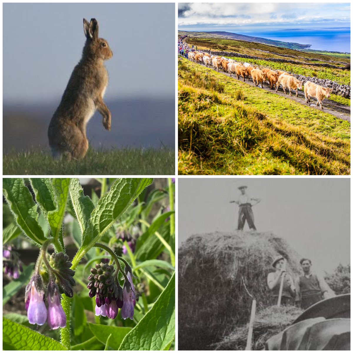 “The Past is our Future”: stories from the Cuimhneamh an Chláir archive of traditional farming in Co. Clare and their lessons for environment and biodiversity. A National Biodiversity Week event at Kilfenora Hall, Fri 24 May at 7pm. Free event. 😊 tinyurl.com/yapxsuj8