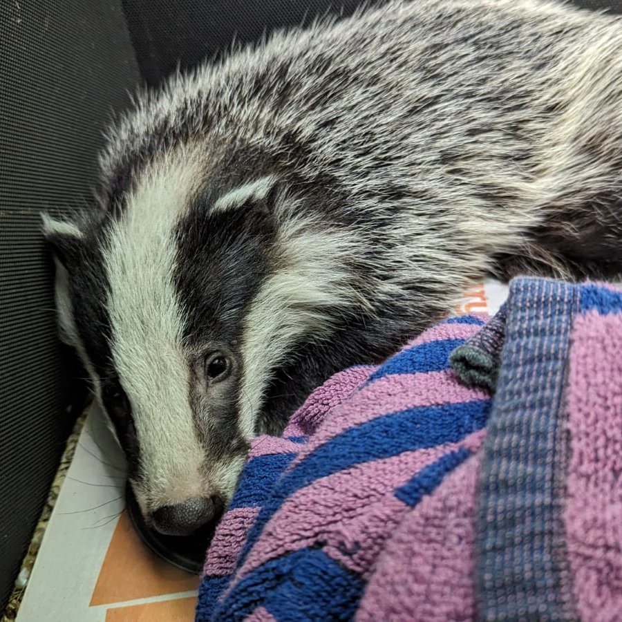 1 of 5 badger cubs now in care. Sadly they could not be reunited with their families. Our five cubs will be TB tested 3 times before they are returned to the wild, with land owners permission/support. The RSPCA, like so many others, are against the cull shorturl.at/Qkjio