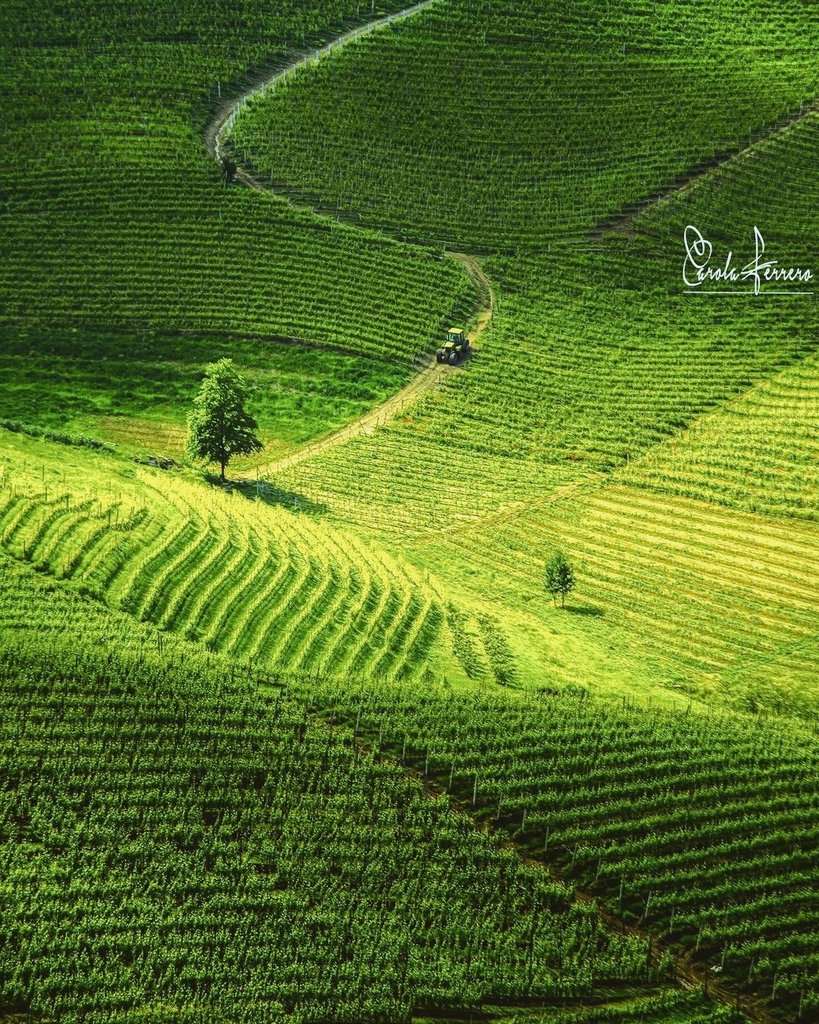 la Community ufficiale di Instagram dal 2012, con le foto più belle del Piemonte presenta: 🖼️ Geometrie 📍 Langhe, Roero e Monferrato patrimonio collinare dell'UNESCO AUTORE @carolaferrero_ MOD @lauradistrattta & @hari_seldon ADMIN @berenguez TAG #ig_piemonte #piemonte