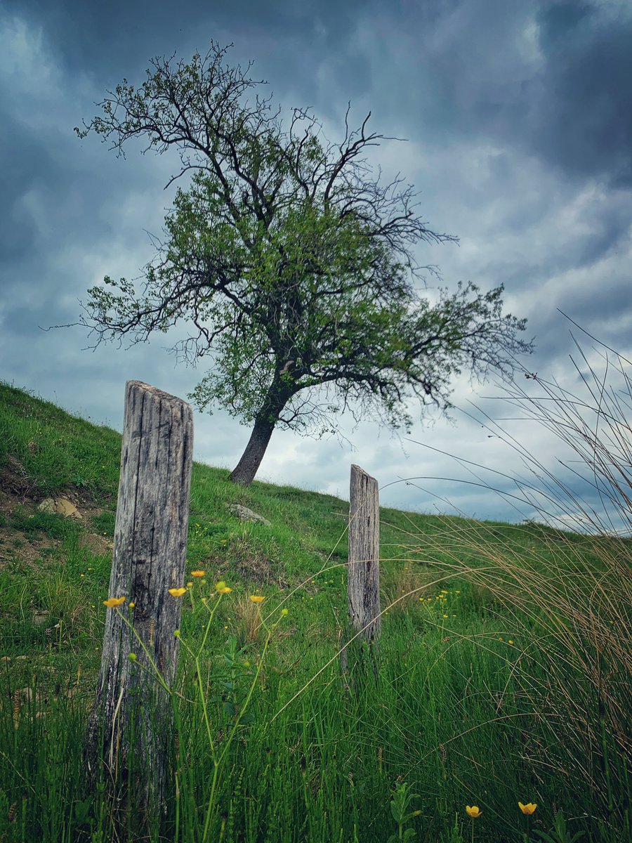 Just another tree. 
#PeCoclauri #CuTelefonul #phonephotography