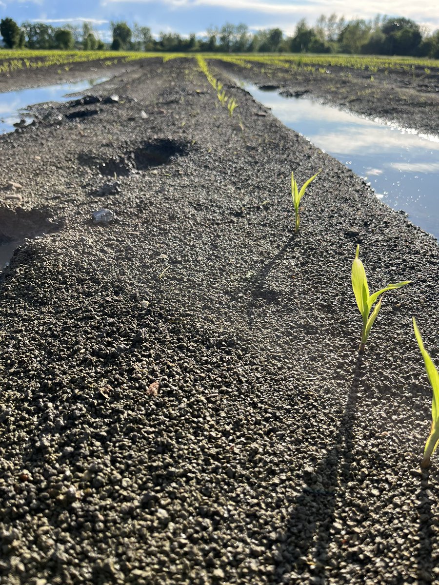 BrunoGrand1's tweet photo. Les variétés WaterLock @MASseedsfrance sont résilientes face au stress hydrique … on ne connaît pas encore le climat de cet été, mais en attendant, on va plutôt faire de la riziculture 🤦♂️🌽
Courage à tous les agriculteurs concernés ❤️🩹
#maïs #pluie #riz #france #masseeds https://t.co/PCWRFXf2KQ