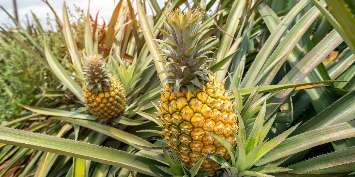 eHahoRw's tweet photo. The price of #Pineaple from different markets Vs #eHaho
1.Nyabugogo:800 Rwf/Pc
2.Kicukiro Center : 700 Rwf
3.Butare:500 Rwf/Pc
4.Nyagatare :700 Rwf/Pc
5. eHaho: 300 Rwf/Pc
Buy from a farmer by visiting https://t.co/V3kPWNjtxZ or call us at +250786506040
Kindly repost! https://t.co/BInrWaSty2