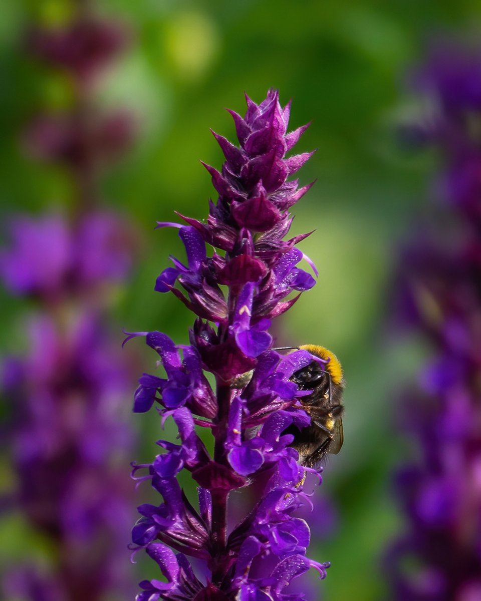 Tomorrow is #biodiversityday! So we’re sharing our tips for encouraging biodiversity: 🌼Plant a variety of flowers for diverse & continuous sources of pollen. 🌼Leave patches of your garden untamed for shelter. 🌼Add wildlife-friendly features like log piles or compost heaps.