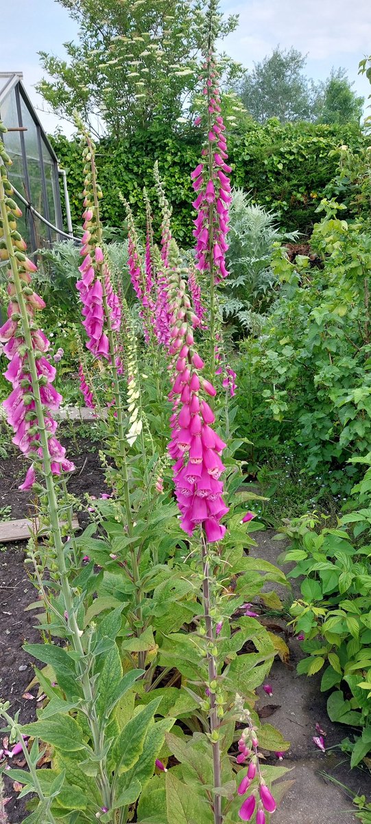 Randje vingerhoedskruid in de moestuin, vinden de slakken blijkbaar niet lekker. De hommels wel!