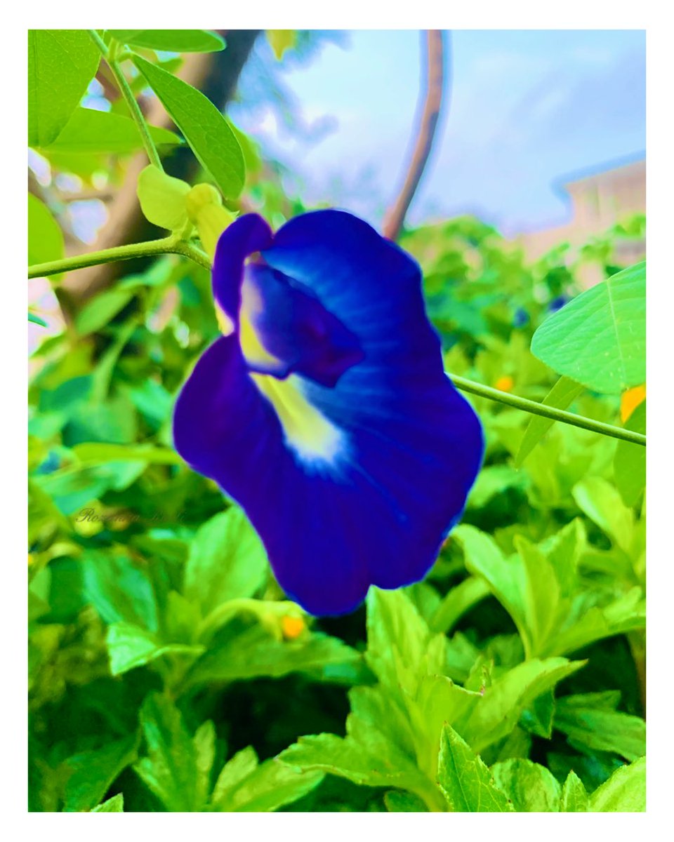 rozanna_rusli's tweet image. Just you and me, like a butterfly pea, beautiful and free.💙

®️Rozanna Rusli

#flower #FlowerDay #FlowersOfTwitter #NatureBeauty #TwitterNaturePhotography #XNatureCommunity #NaturePhotography #WriterOfTwitter