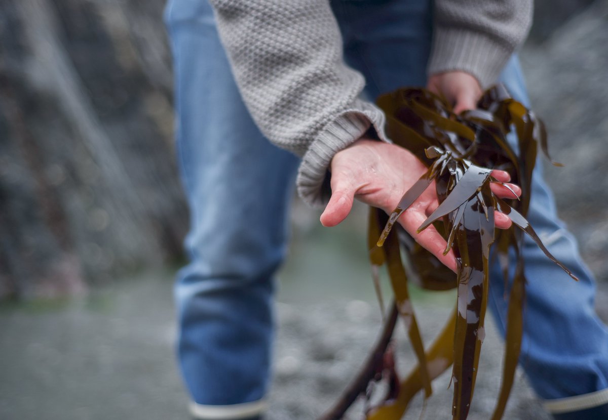 Kelp for farmers - Great to be a part of this project to produce liquid biostimulants and animal feed supplements from cultivated kelp with @UKAgriTech @HarperAdamsUni @innovateuk and Algapelago ukagritechcentre.com/news/initiativ…