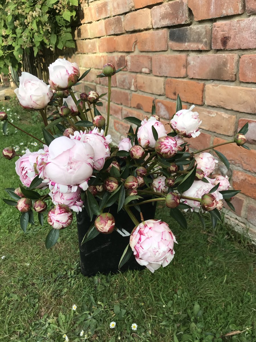 Good morning everyone!! I have Peonies & a big bouquet to cut!! All homegrown and a favourite of my customer!! #britishflowers