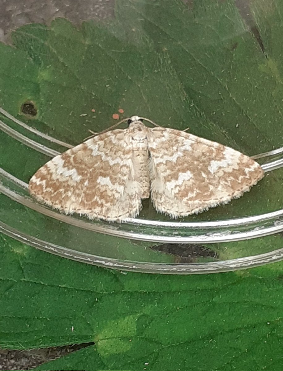 Lower numbers last night with just Sandy Carpet nfy. Swines to photograph so a pot only shot.