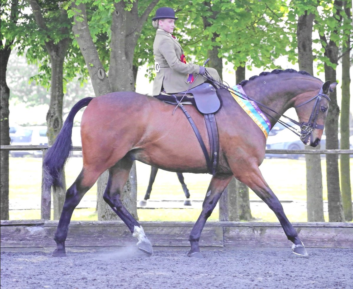 Pipers Equestrian tweet media