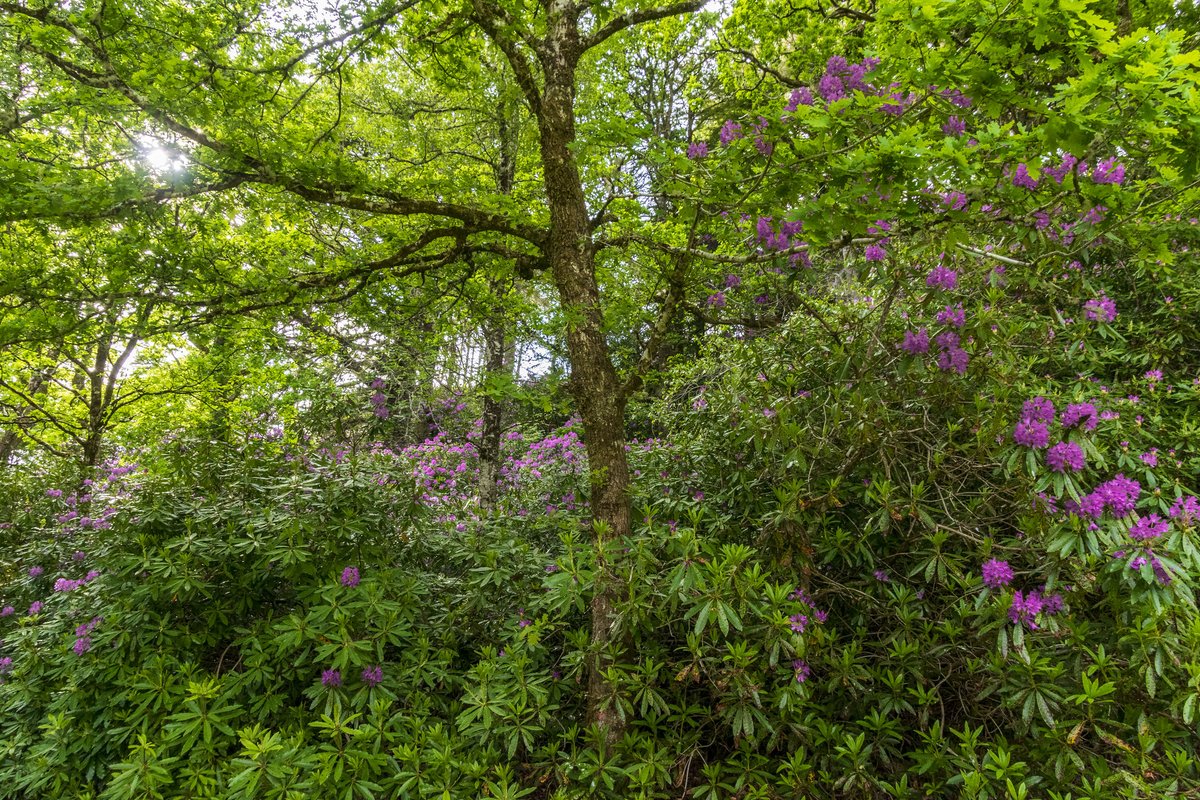 #Rhododendron ponticum is an introduced non-native species that outcompetes native plants in woodlands. It also carries a damaging #TreeDisease, Phytophthora ramorum: woodlandtrust.org.uk/trees-woods-an…