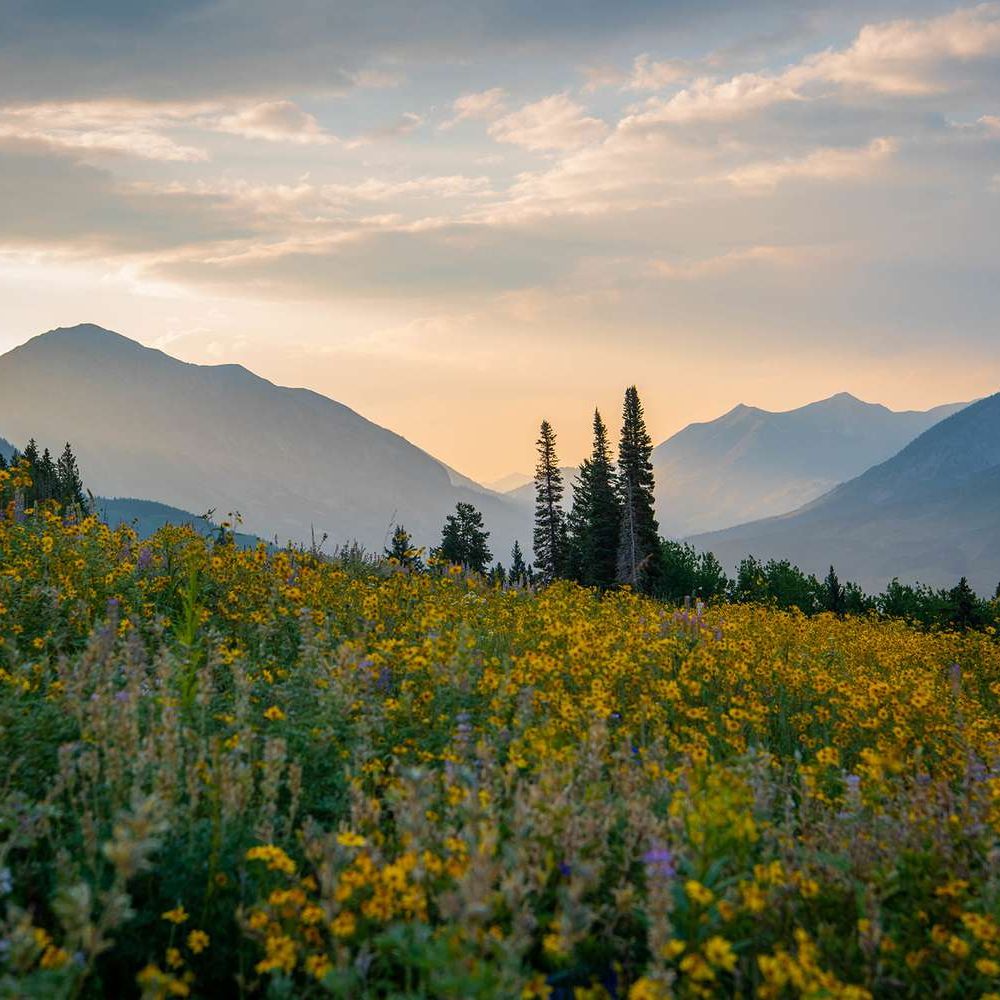 This Colorado Mountain Town Has the Most Beautiful Flower Field in the U.S. travelandleisure.com/crested-butte-…