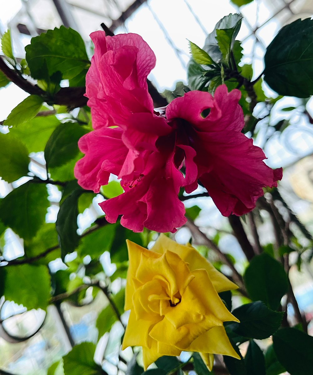 what did the hibiscus sing to the rose ? it will always be you that I will choose - from my tiny balcony garden