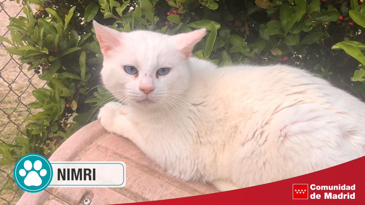 🐈 Nimri es un gato blanco con ojos azules muy claritos y la luz del sol le hace daño, no ve demasido bien por lo que buscamos una casa donde pueda vivir. 😻 Aquí está un poco asustado. Deseamos que encuentre pronto un hogar. +Info: fapam.org/nimri-en-adopc…