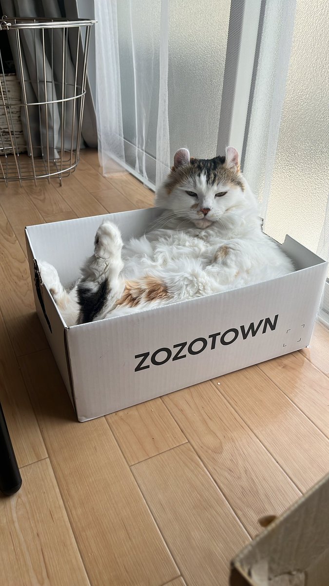 mikesukoame's tweet photo. 今日も今日とてZOZOTOWNの箱。
気に入られると潰すの躊躇する...(   ᷄ᾥ ᷅ )
 #zozotown  #はこねこ  #猫好きさんと繋がりたい  #猫と暮らす幸せ https://t.co/ZFUC201gMF
