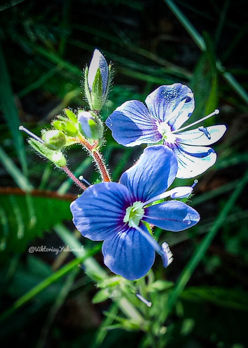 Good morning! 🔆 Have a lovely Tuesday 🤗 #TuesdayBlue 💙 #macrophotography 🔎