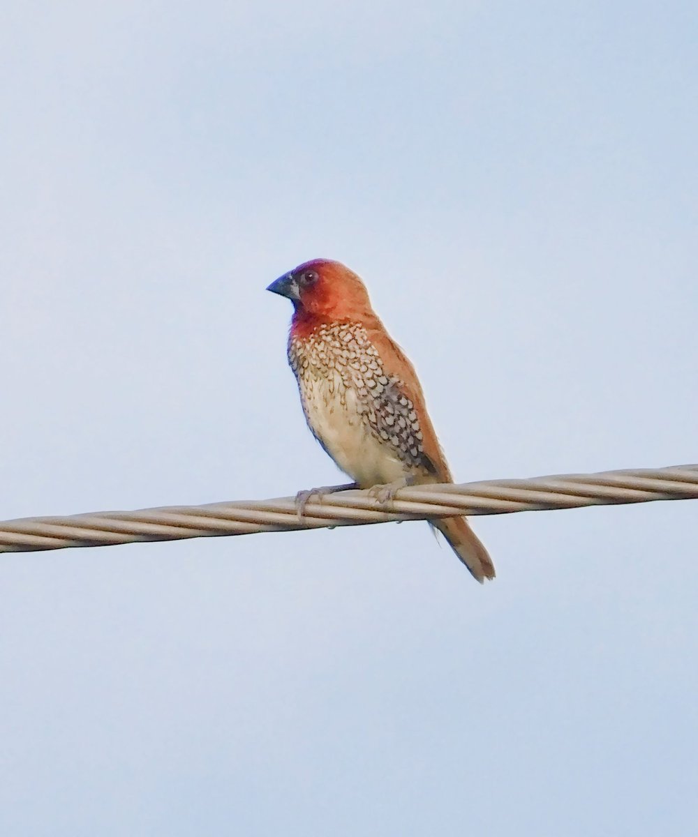 Scaly breasted munia 
#TwitterNatureCommunity #IndiAves #NaturePhotography #BBCWildlifePOTD #NatureBeauty #BirdsOfTwitter #Birds2024