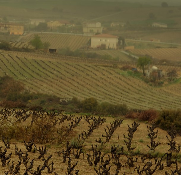 You asked, we listened! An extra wine tasting evening in June! Book tickets for our Spanish Wine Evening featuring Jumilla's Bodegas Juan Gill. #ysiopwin #blasarfwyd #winetasting #juangil #juangilwine