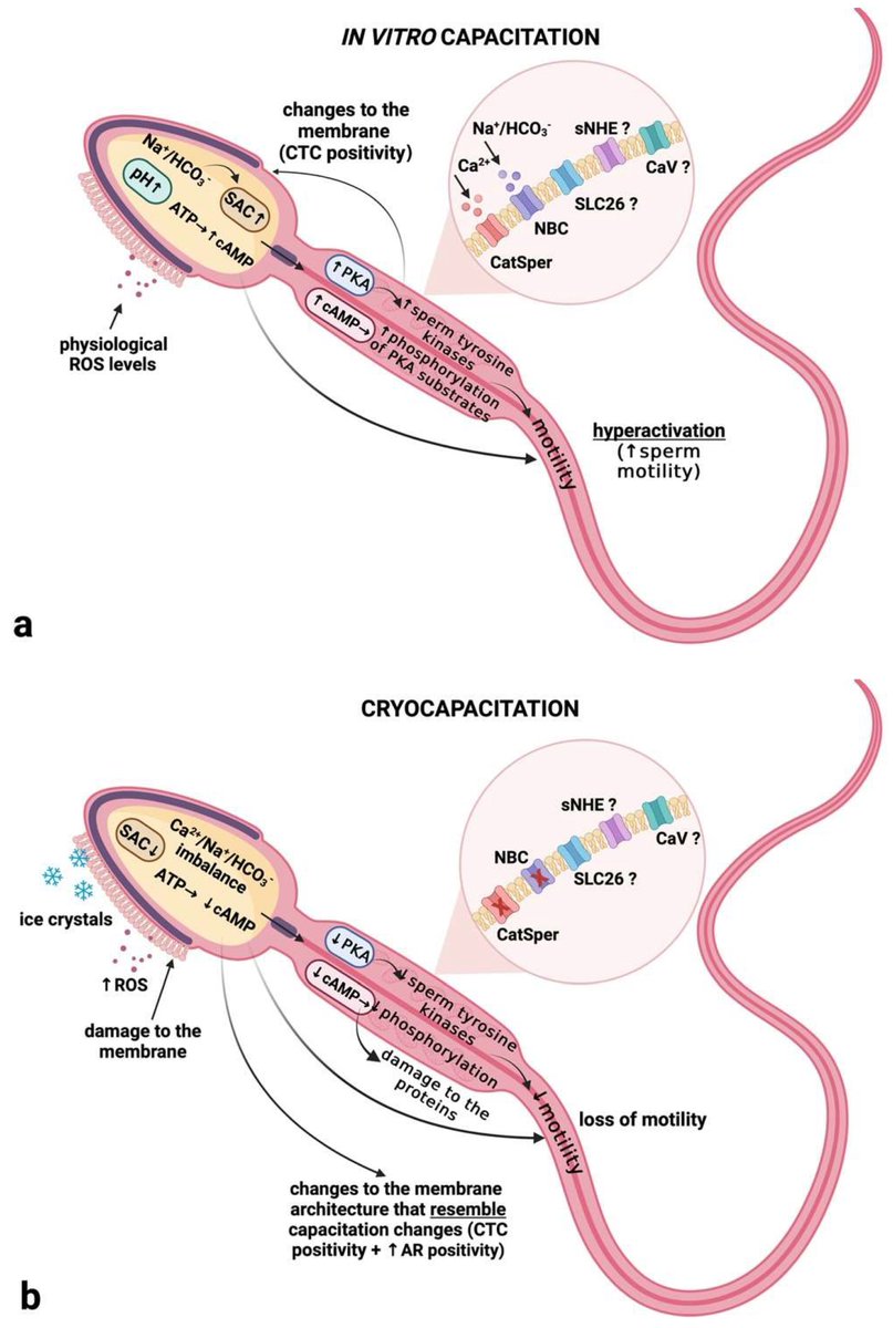 🌟#notablepaper 📚In Vitro versus Cryo-Induced Capacitation of Bovine #Spermatozoa, Part 2: Changes in the Expression Patterns of Selected #Transmembrane Channels and #ProteinKinase A 🔗mdpi.com/1964860 👨‍🔬By Dr. Eva Tvrdá et al @MDPIOpenAccess @MDPIBiologySubj