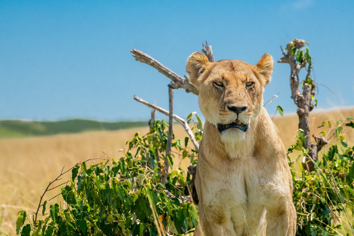 Rekero Pride Lioness with her cool look | Masai Mara | Kenya
.
.
#amazingwildlife #discoverwildlife #lionpic #masaimarabigcats #lionsofmasaimara #animalphotography #bownaankamal #predator #bigcatslovers #discoverwildpaws #lioness #bigcat #liveandletlive #africanparks #lionphoto