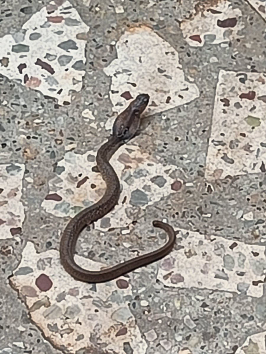 ಶ್ರೀನಿಧಿ/श्रीनिधि/Srinidhi (account in sleep mode) tweet media