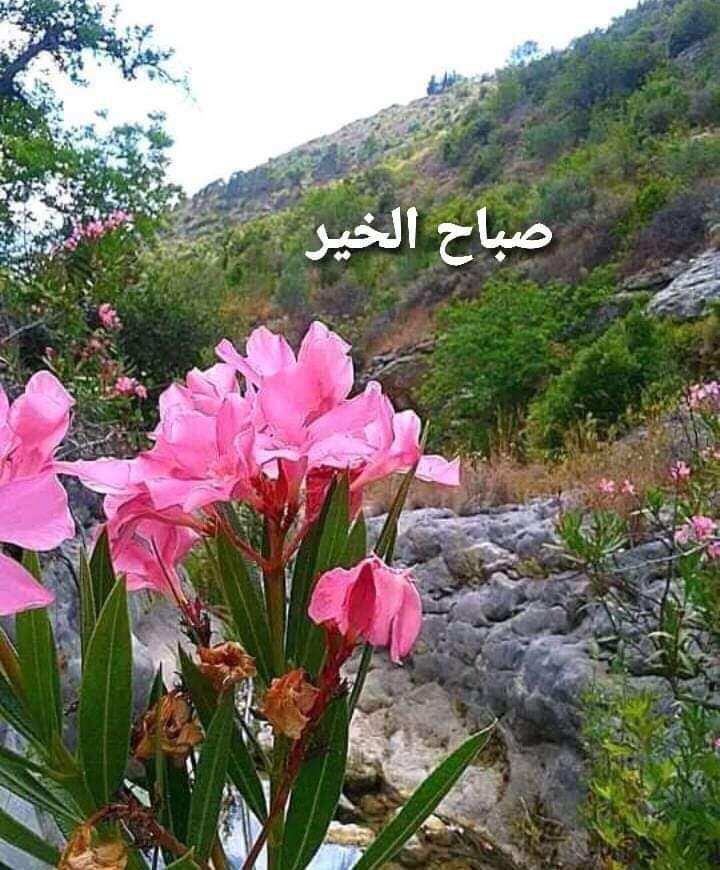 <a href="/Sawsan26M/">⚘️Sawsan basendwa</a> احلى ورده