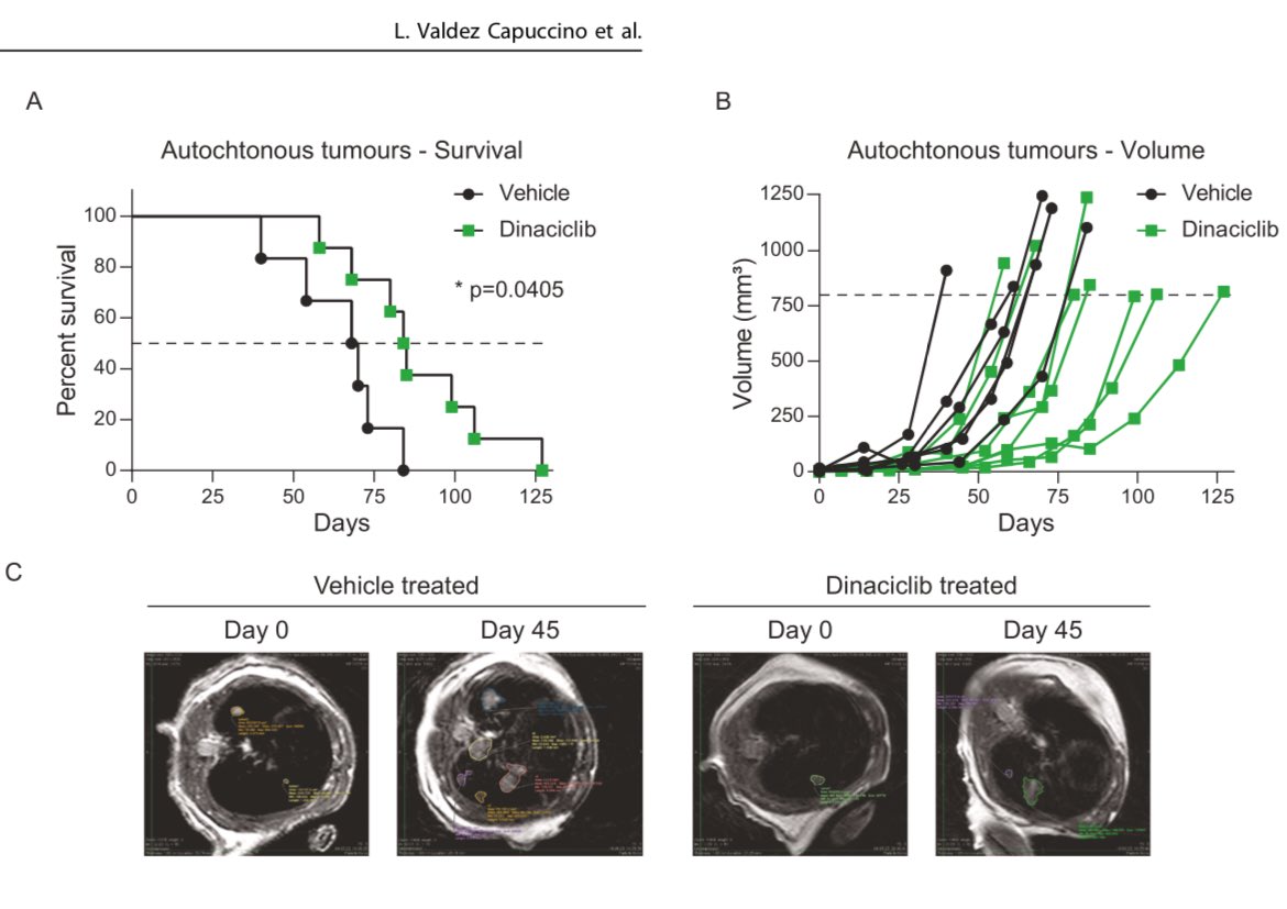 First paper from the lab! 
CDK9 inhibition can overcome resistance to chemotherapy in SCLC and efficiently prolongs survival in an autochthonous #SCLC model. Congratulations Lucas! And thanks to all our collaborators! Check out our study here rdcu.be/dIxdb