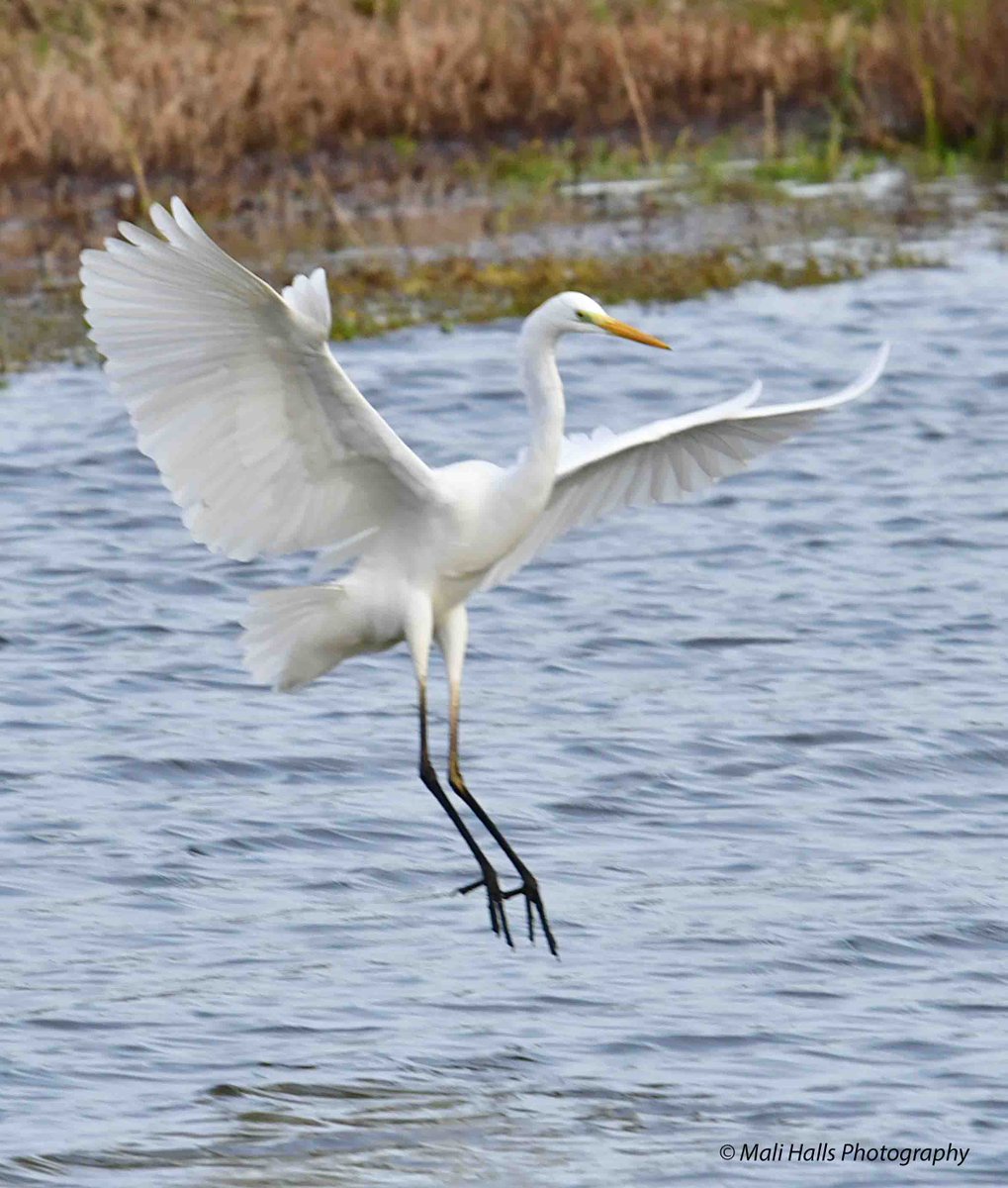 Great White Egret. #BirdTwitter #Nature #Photography #wildlife #birds #TwitterNatureCommunity #birding #NaturePhotography #birdphotography #WildlifePhotography #Nikon