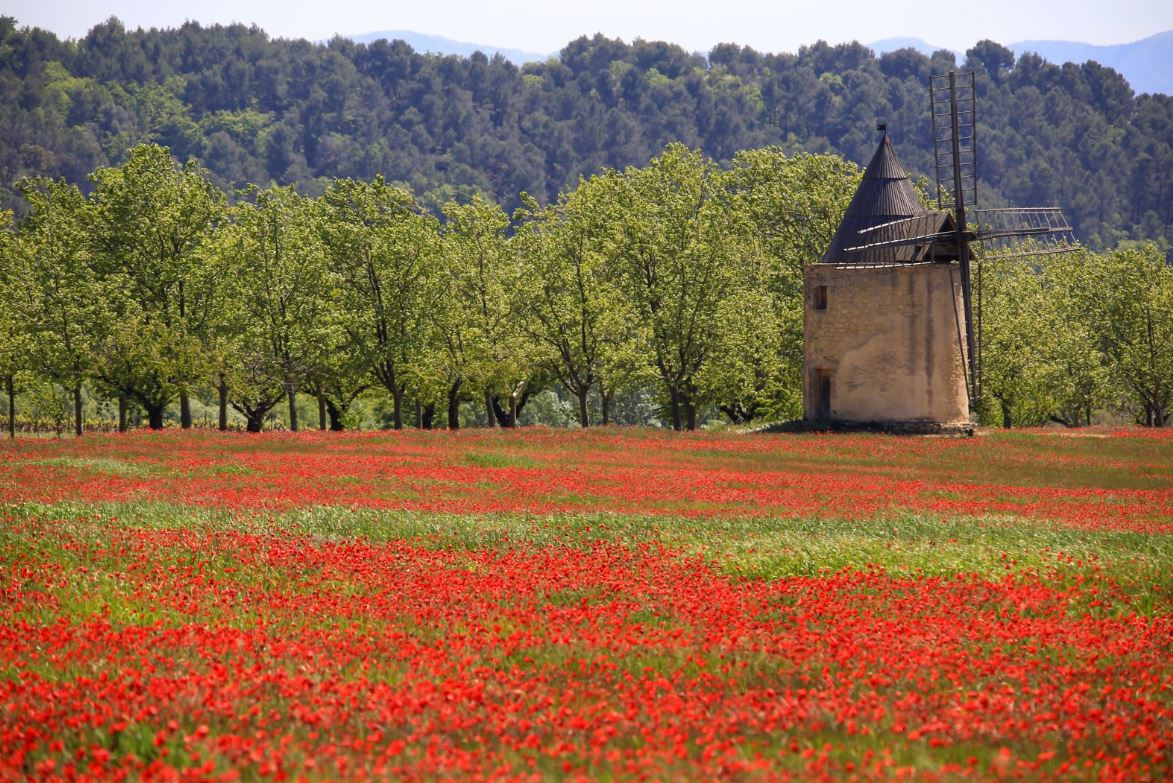 Daily #photooftheday from #France Poppies in Provence... 😍
#thegoodlifefrance