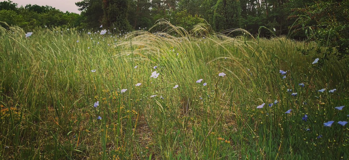 Tolles neues Citizen-Science-Projekt im Landkreis Darmstadt-Dieburg #LaDaDi:
Kartiert mit #FloraIncognita die problematischen Arten der Sandrasen-Ökosysteme, damit der Landschaftspflegeverband rechtzeitige Regulierungsarbeiten durchführen kann. Mehr Info: floraincognita.de/sandrasen-oeko…