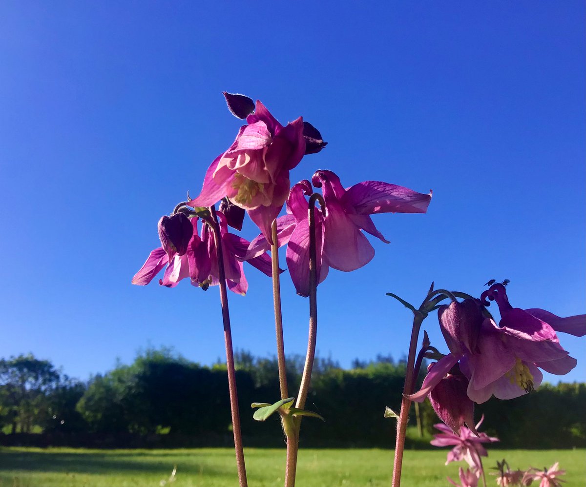 Super sunny Tuesday morning in my garden 🌞💐 Scottish Highlands #LoveUkWeather #ThePhotoHour