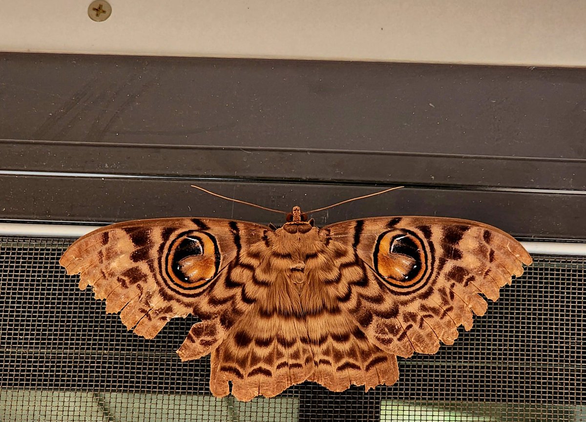 A visitor : Erebus macrops (owl moth)