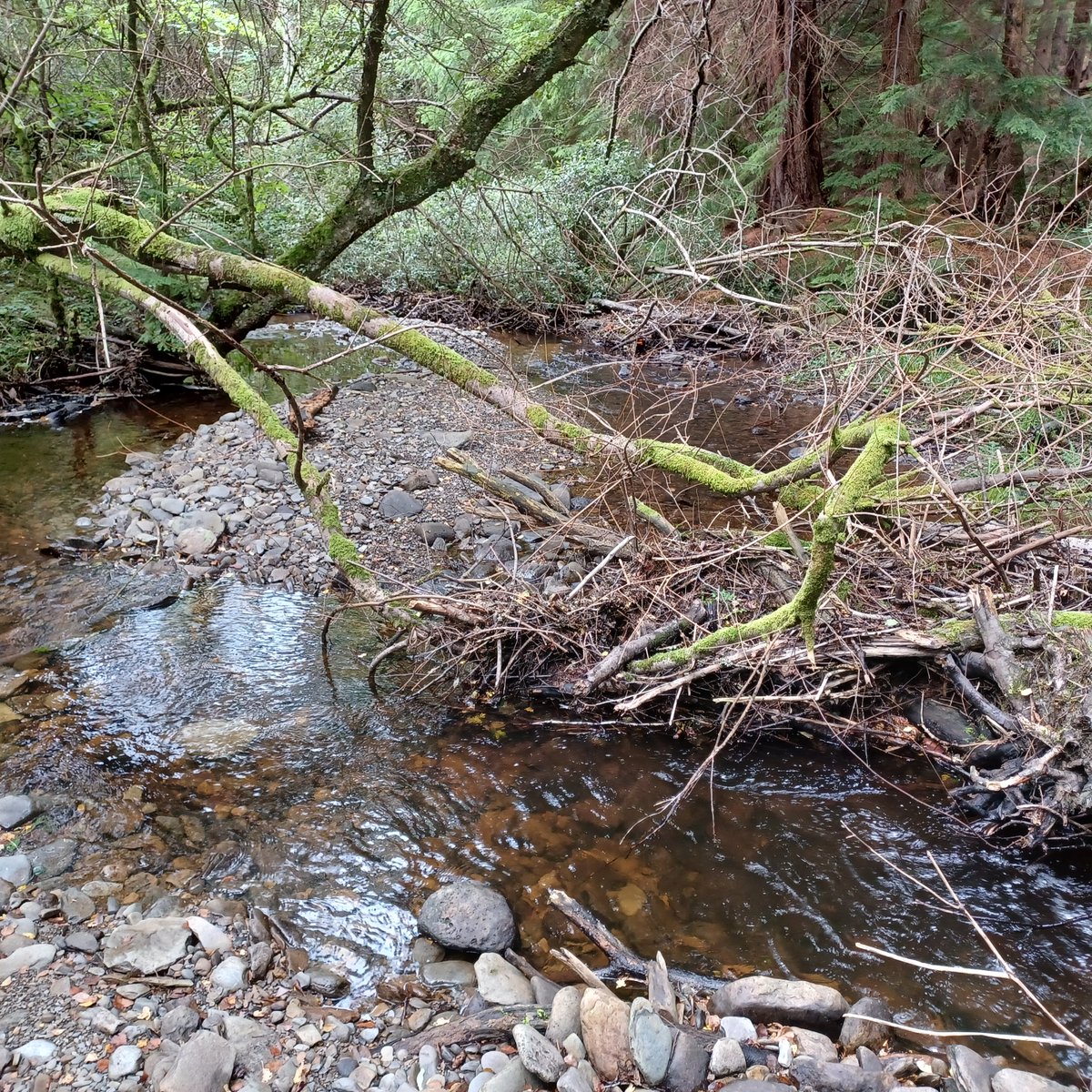 What flows down a river? Water obviously, but also wood and sediment (gravel). If any of these 3 things are missing then a river can become unhealthy very quickly. A 🧵about healthy river habitat. A really important aspect of restoring river wildlife.