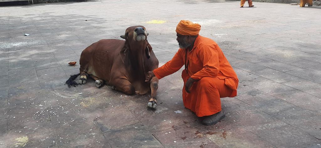 The bull obviously enjoys being petted by the sadhu. Only in Bharat/ India #BeautifulIndia