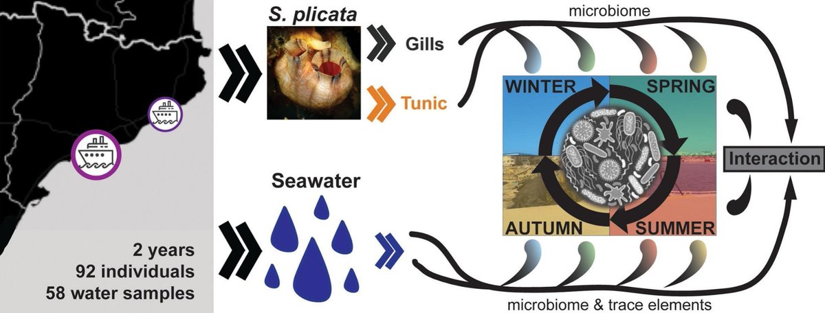 📢Interested in how invasive species' microbiome 🦠 shift as a response of seasonality in strongly polluted habitats? Read our last paper on the amazing Styela plicata in #MarinePollutionBulletin.🥔 doi.org/10.1016/j.marp… Short thread below! 🧵