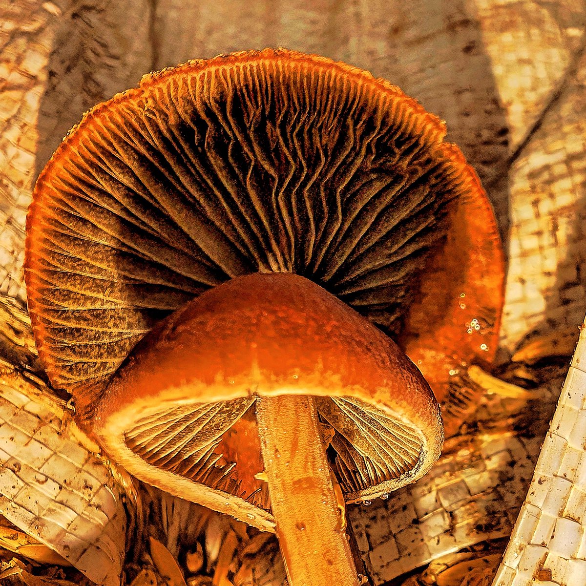 A few farm fungi photos