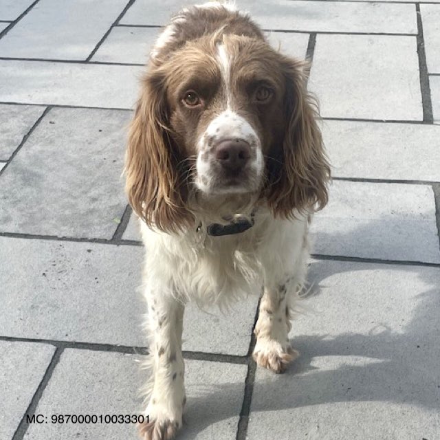 We don’t know Bobby’s past but he is afraid of human attention, wary of touch

He’s in gentle foster with 2 Springers who put him at ease

Bobby needs a rural home with steady canines for comfort and a kind human💙🐾

Details:👉 madra.ie/dog-profiles/

#AdoptDontShop #Galway